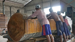 Batang kayu log berkualitas tinggi di pabrik pengolahan ubin kayu solid untuk lantai dan decking
